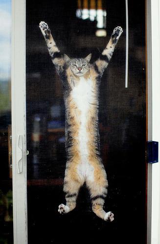 Cat b6c