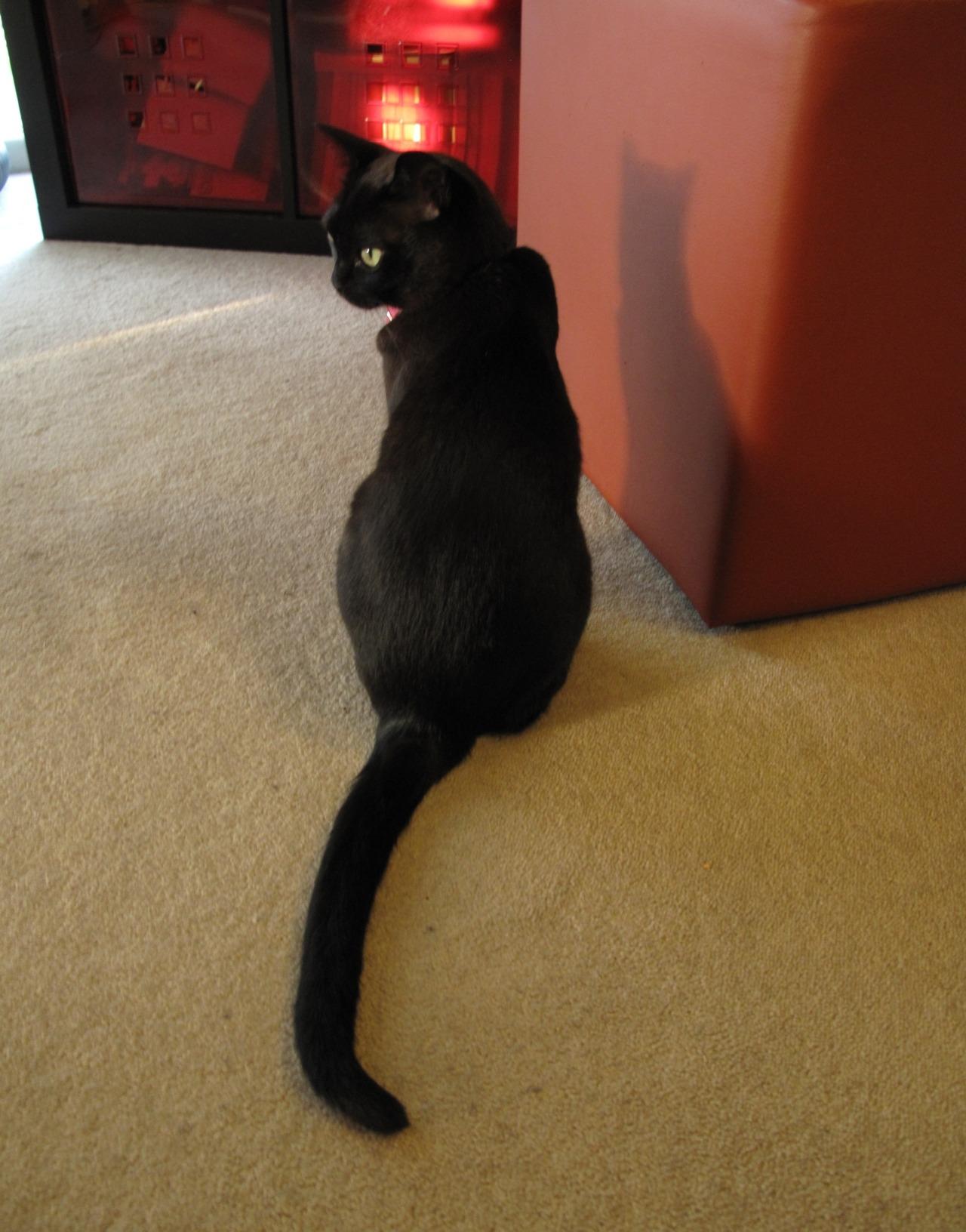 Cat b6g