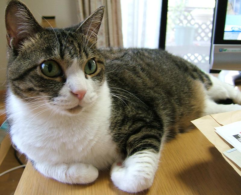 Cat b6h