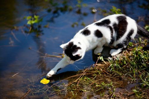Cat b6j