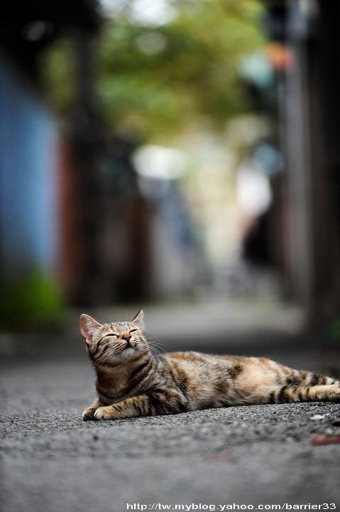 Cat b6m