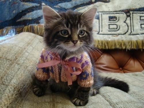Cat b6o