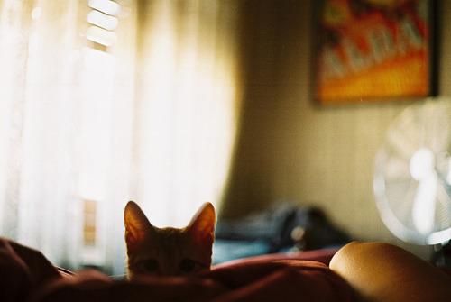 Cat b6r