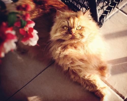Cat b6u