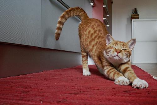 Cat b70