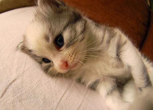 Cat b71