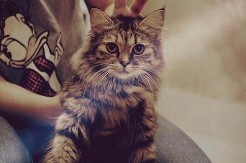 Cat b72