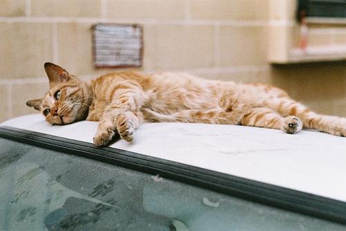 Cat b75