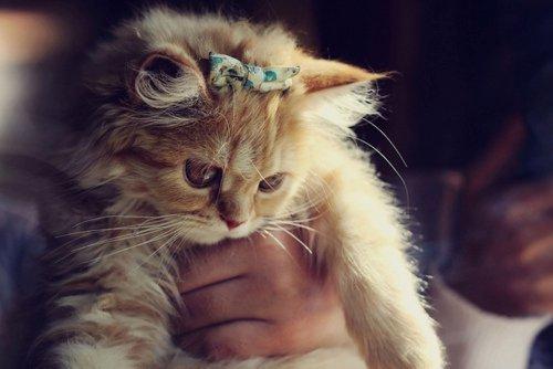 Cat b78