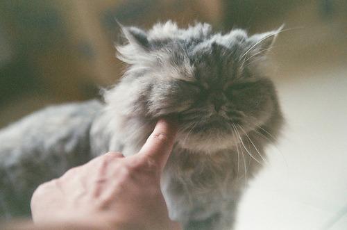 Cat b7a