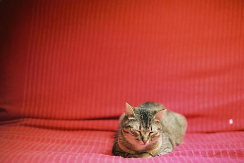 Cat b7c