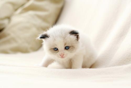 Cat b7d