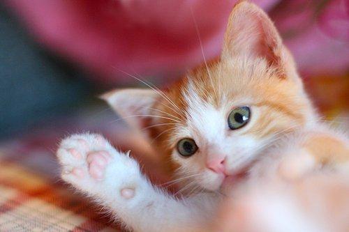 Cat b7g