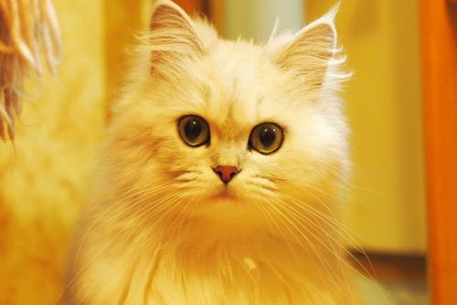 Cat b7h