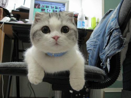 Cat b7j