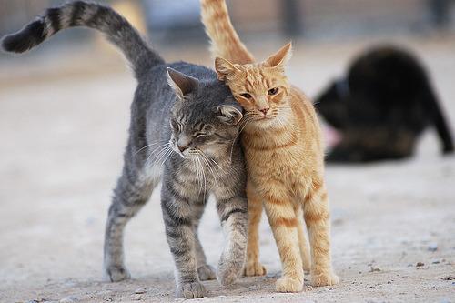 Cat b7l