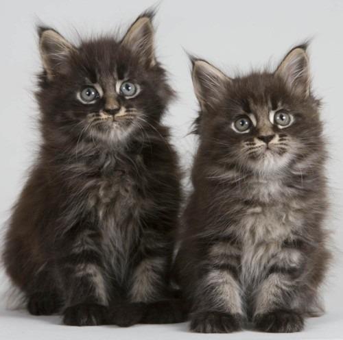 Cat b7n