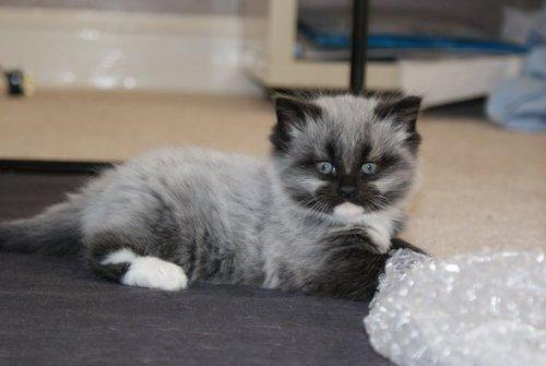 Cat b7o