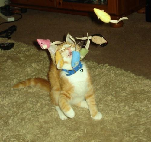 Cat b7p