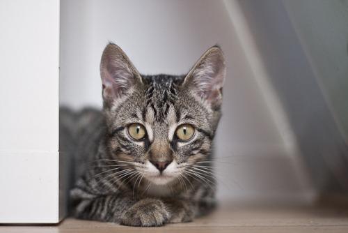 Cat b7t