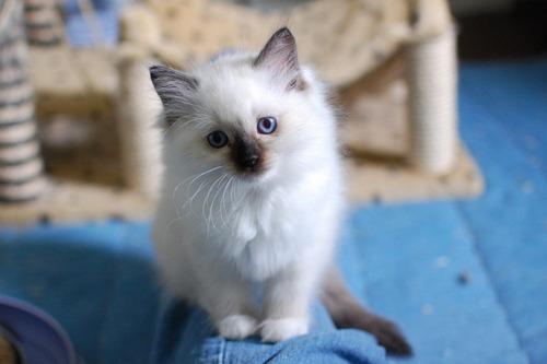 Cat b80