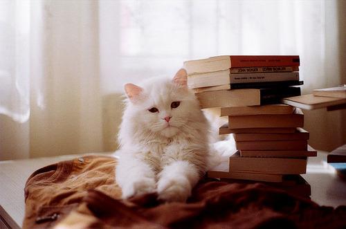 Cat b84
