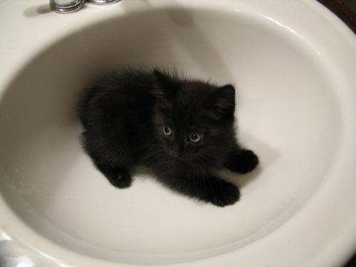 Cat b85