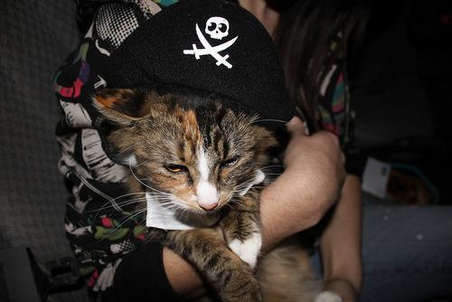 Cat b86
