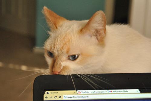 Cat b88