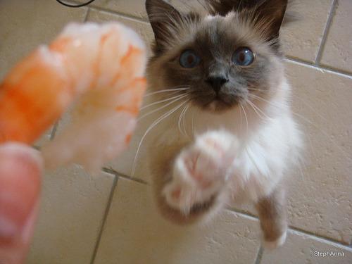 Cat b8a