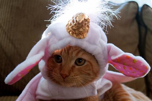 Cat b8b