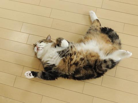 Cat b8c