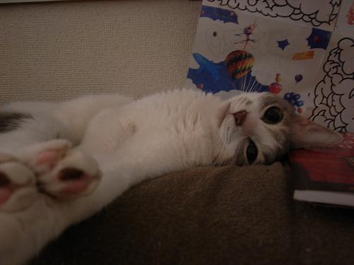 Cat b8d