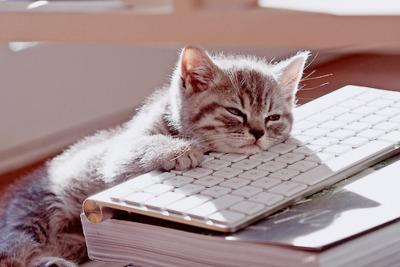 Cat b8f