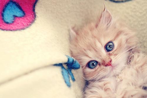 Cat b8g