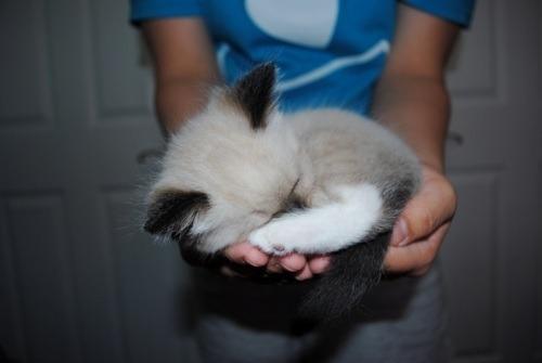 Cat b8h