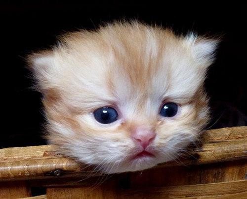 Cat b8i