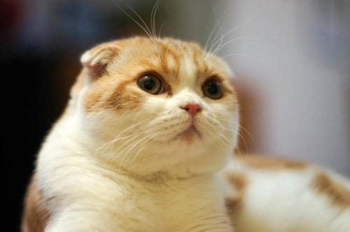 Cat b8m