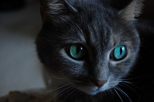 Cat b8p