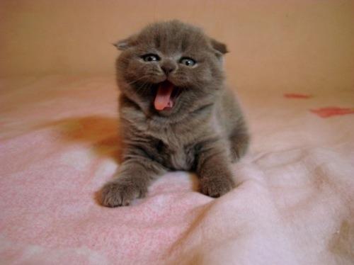 Cat b8q