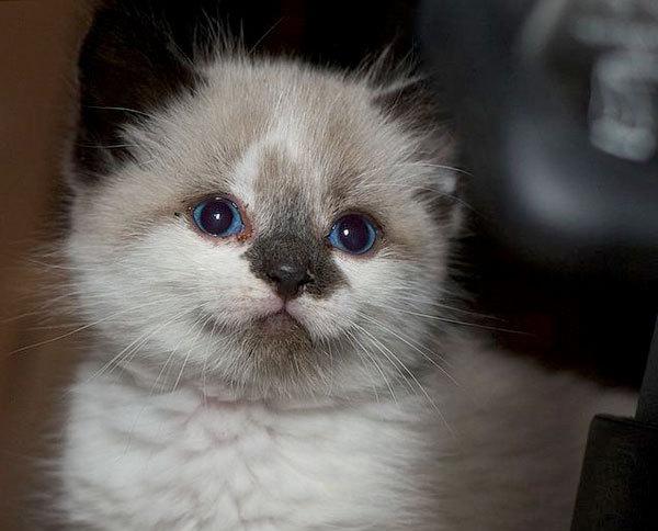 Cat b8r
