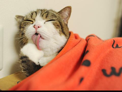 Cat b8s