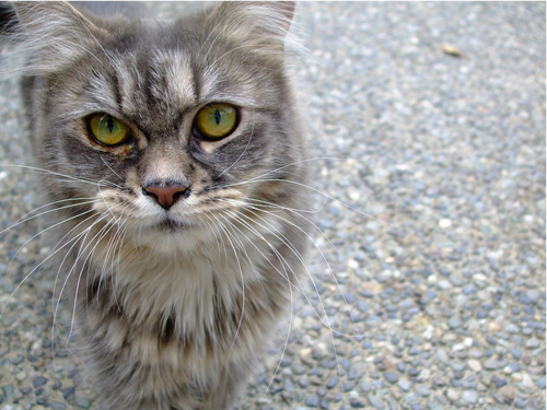 Cat b95