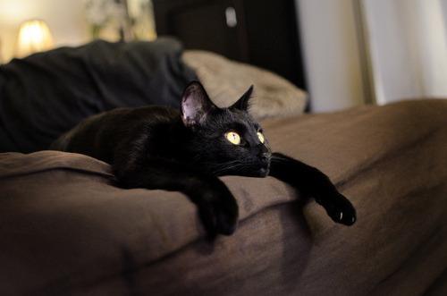 Cat b96