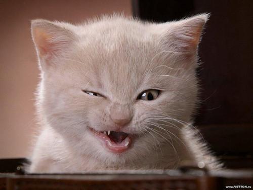 Cat b9a