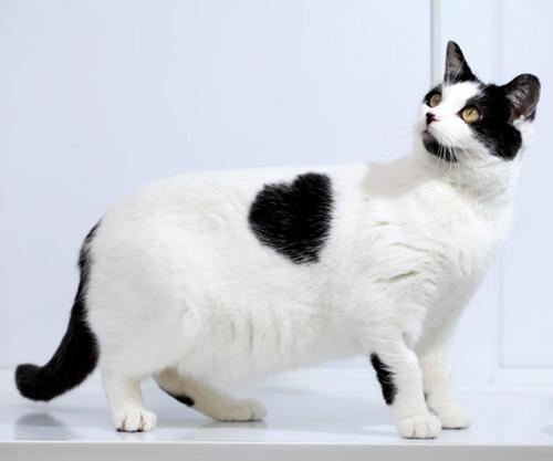 Cat b9d