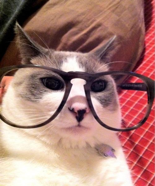 Cat b9i
