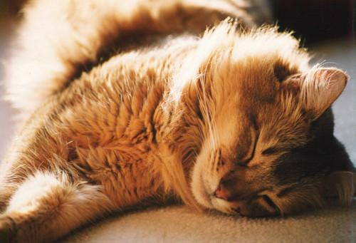 Cat b9l