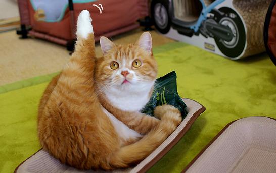 Cat b9m