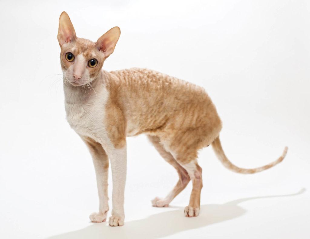Cat bAiN3T-rs